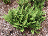 Hardy Fern Polystichum setiferum 'Congestum'